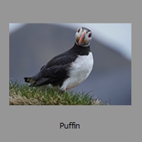 Puffin